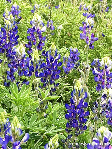 Texas Bluebonnets