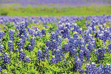 Texas Bluebonnets