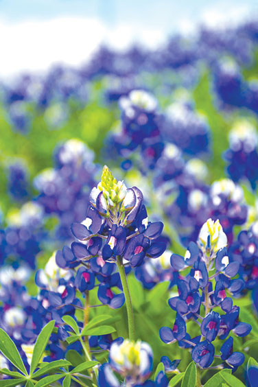 Texas Bluebonnets