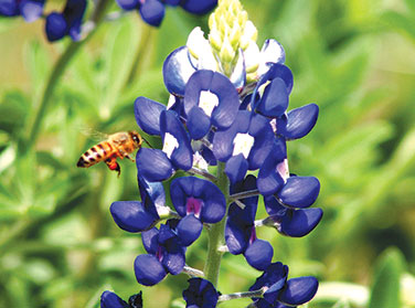 Texas Bluebonnets