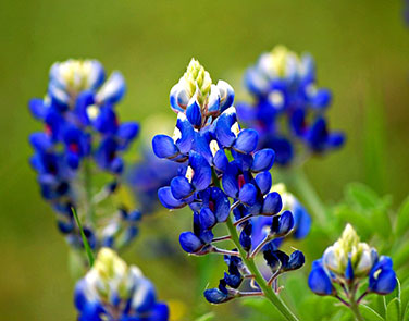 Texas Bluebonnets