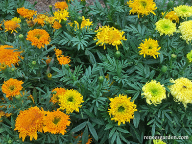 Spinning Wheels Marigolds