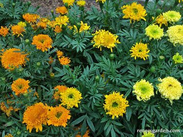 Spinning Wheels Marigolds