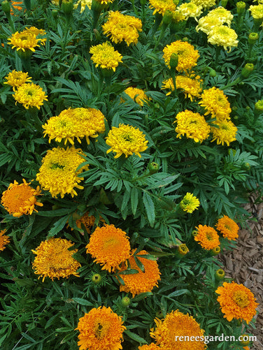 Spinning Wheels Marigolds