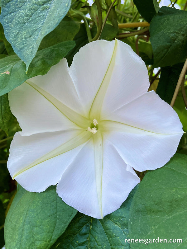 Fragrant Moonflower