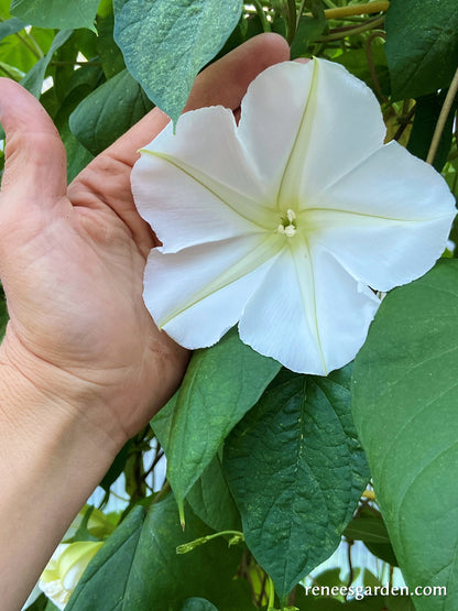 Fragrant Moonflower