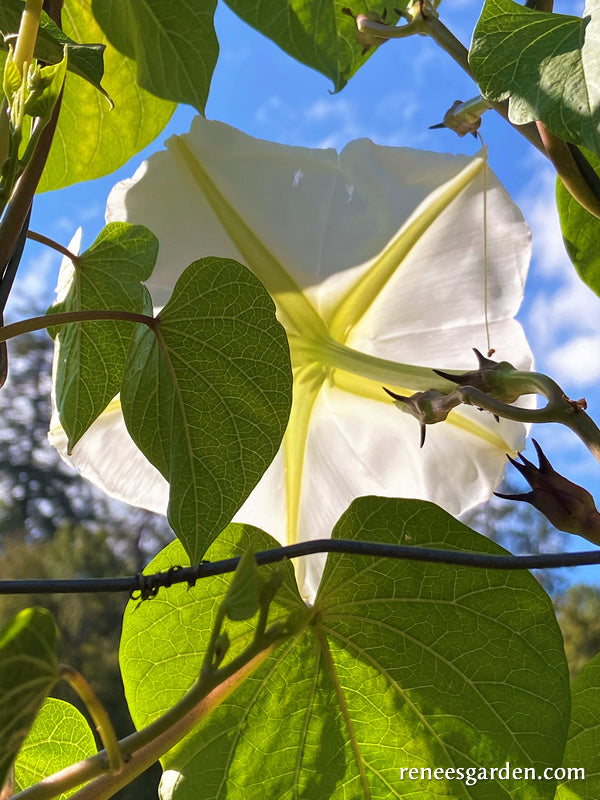 Fragrant Moonflower