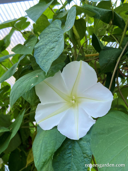 Fragrant Moonflower