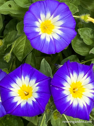 Heirloom Blue Ensign