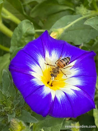 Heirloom Blue Ensign