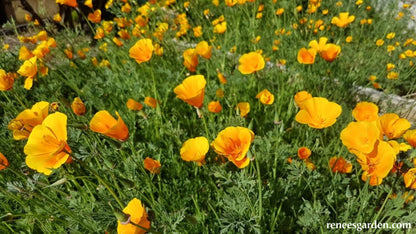 California Native Orange Poppies