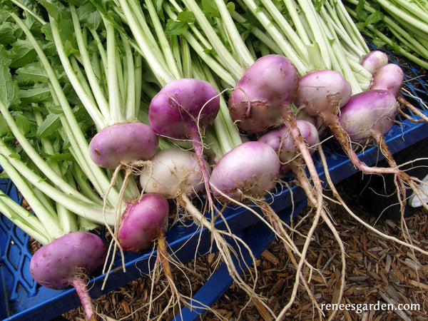 'Purple Top Milan' Heirloom Turnip | Renee's Garden Seeds