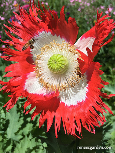 Pepperbox Poppy