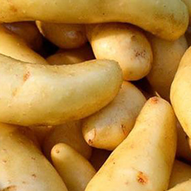 Heirloom Russian Banana Fingerlings