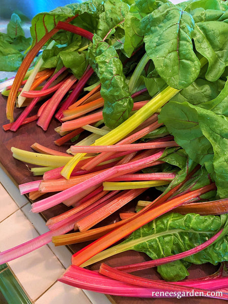 Garden Rainbow