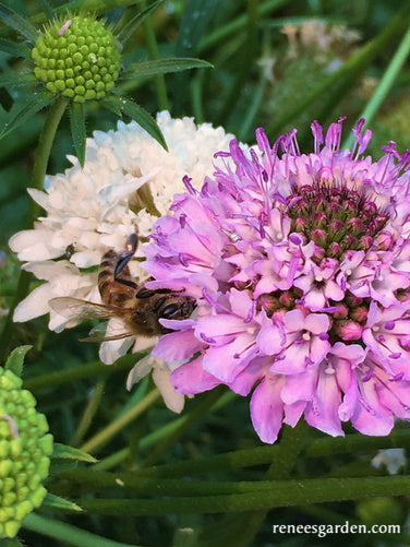 Grandmother's Pincushion