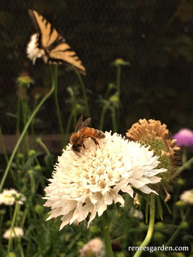 Grandmother's Pincushion