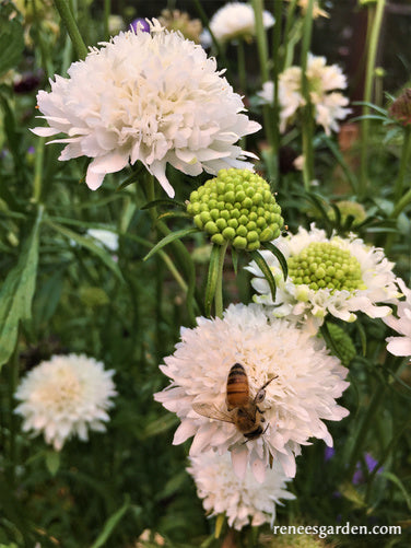 Grandmother's Pincushion