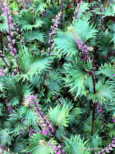 Bicolored Shiso