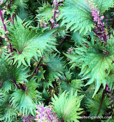 Bicolored Shiso