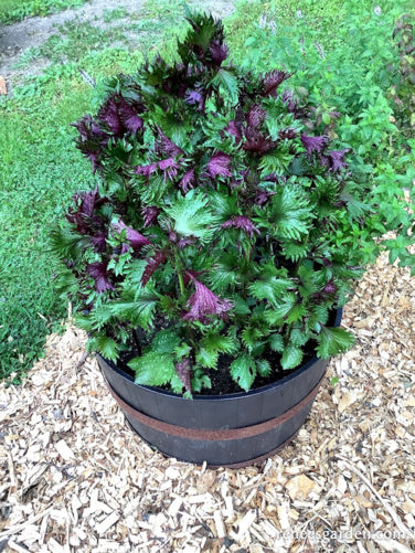 Bicolored Shiso