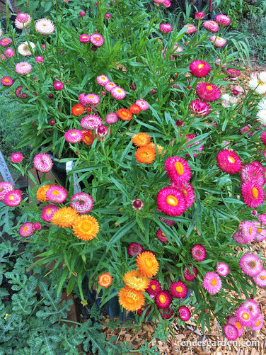 Rainbow Bouquet