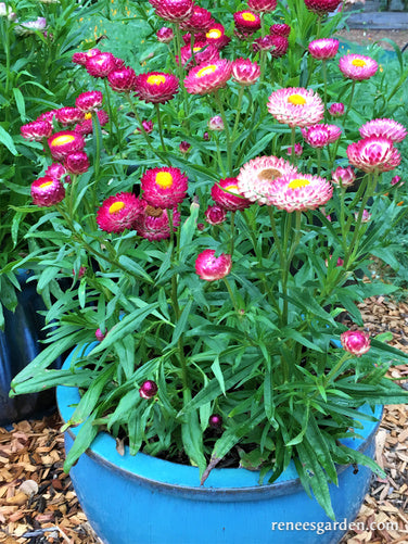 Rainbow Bouquet