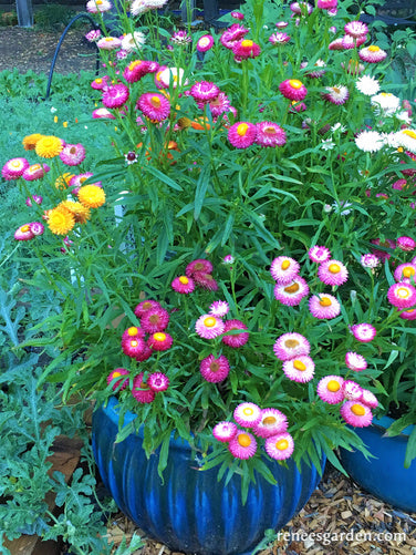 Rainbow Bouquet