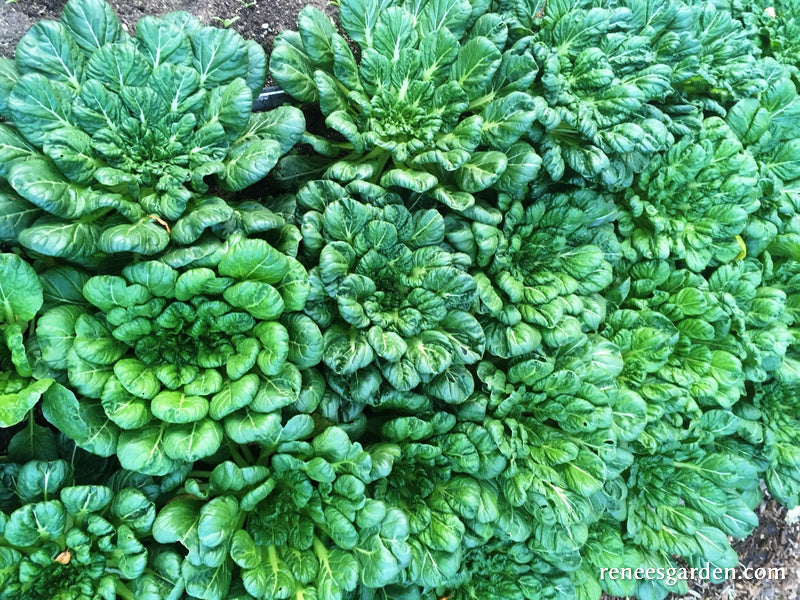 Rosette Tatsoi