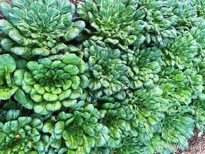 Rosette Tatsoi