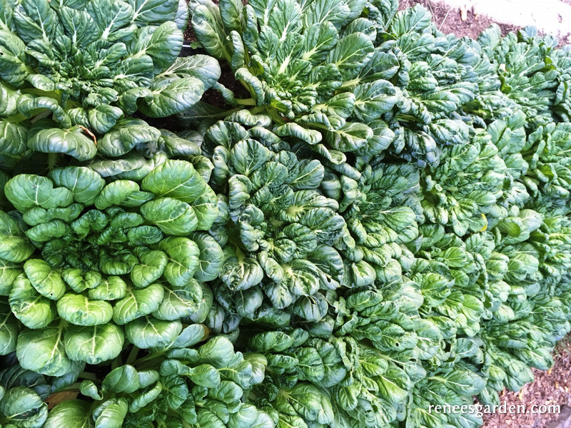 Rosette Tatsoi