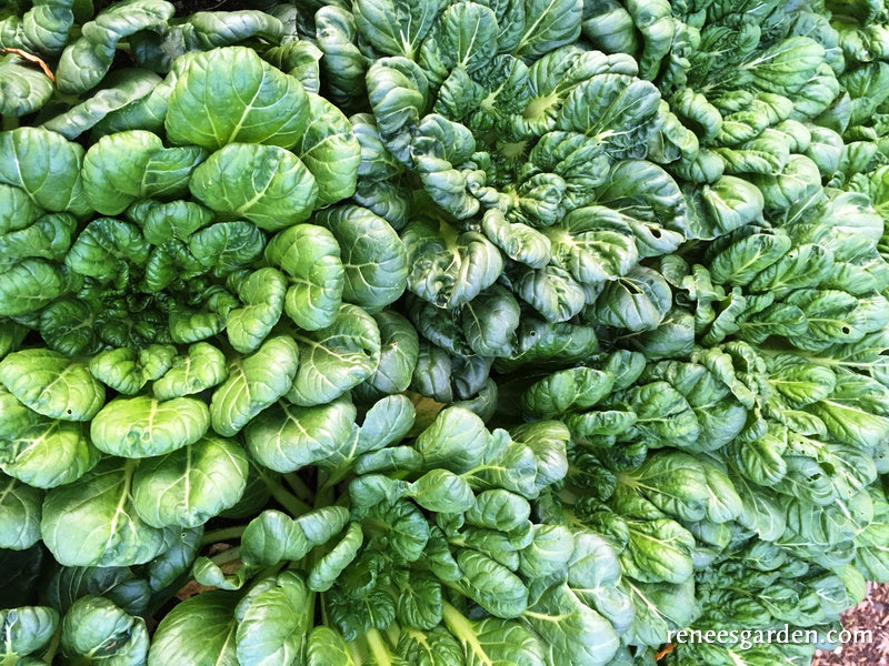 Rosette Tatsoi