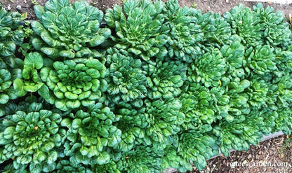 Rosette Tatsoi