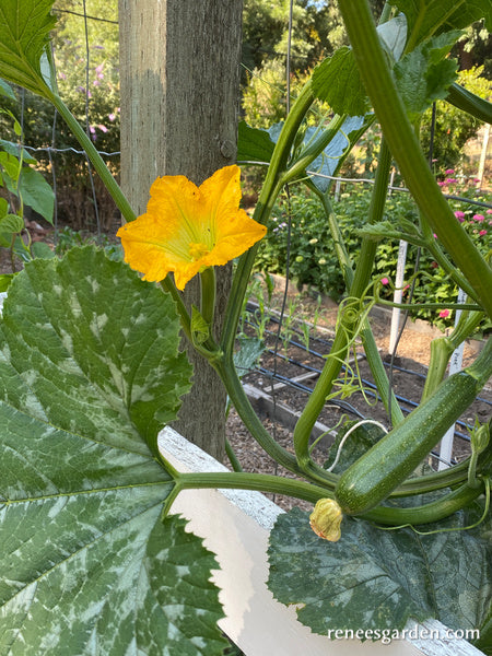 'Incredible Escalator' Climbing Zucchini | Renee's Garden Seeds