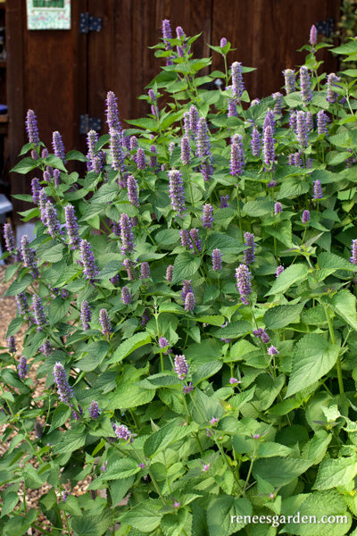 Root Beer Hyssop