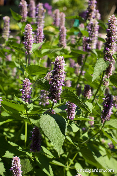 Root Beer Hyssop