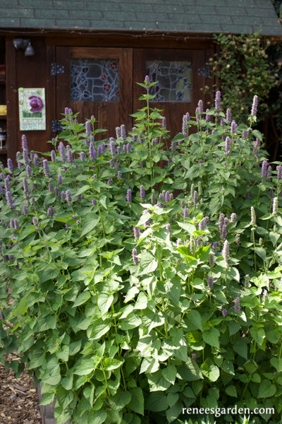 Root Beer Hyssop