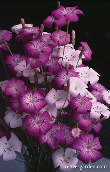 Purple Queen and Pink Contessa