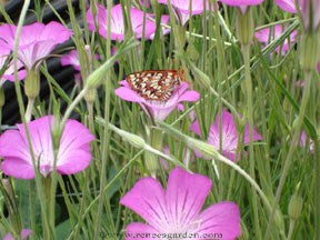 Purple Queen and Pink Contessa