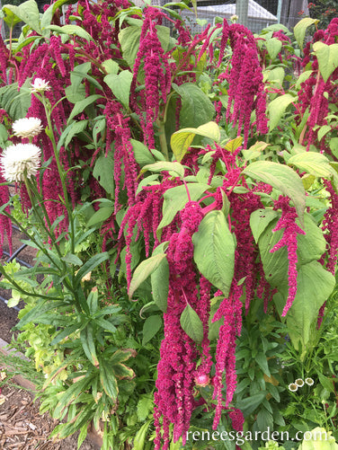 Love Lies Bleeding