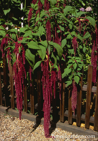 Love Lies Bleeding