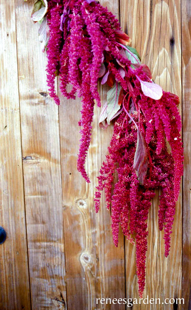 Love Lies Bleeding