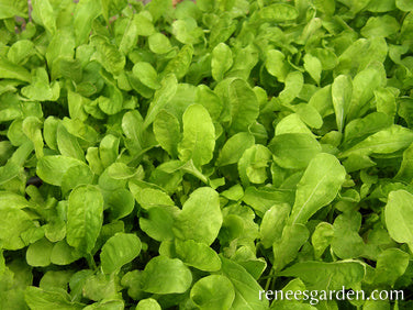 Italian Arugula