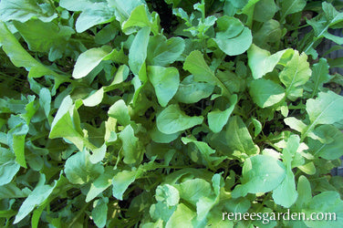 Italian Arugula