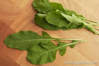 Italian Arugula