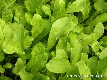 Italian Arugula