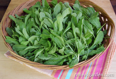 Italian Arugula