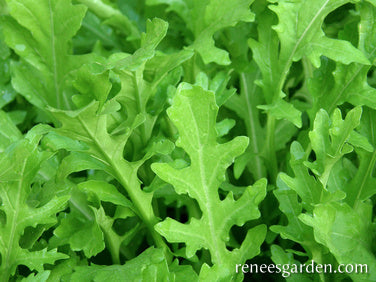 Runway Arugula