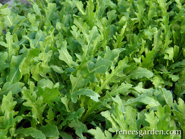 Heirloom Rustic Arugula