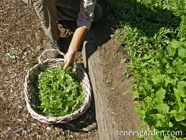 Heirloom Rustic Arugula